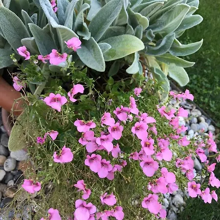 Puntizela-patty * Pula