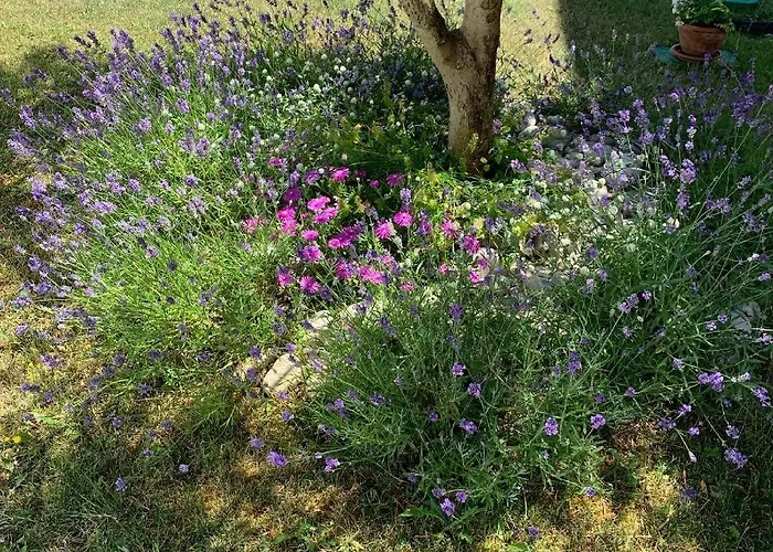 Puntizela-patty דירה פולה