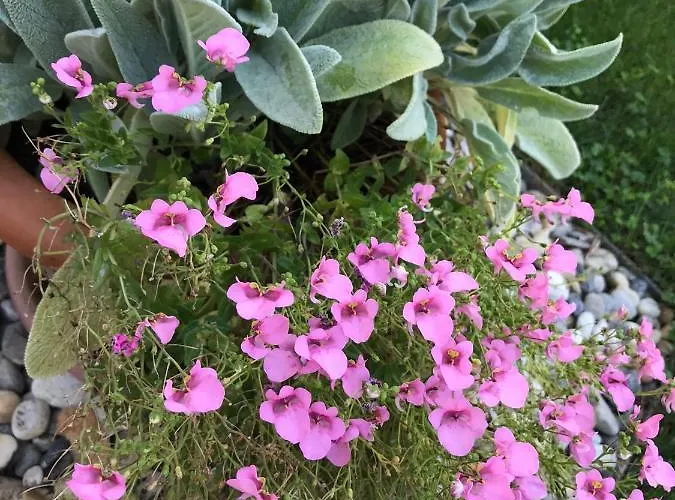 Puntizela-patty * 풀라